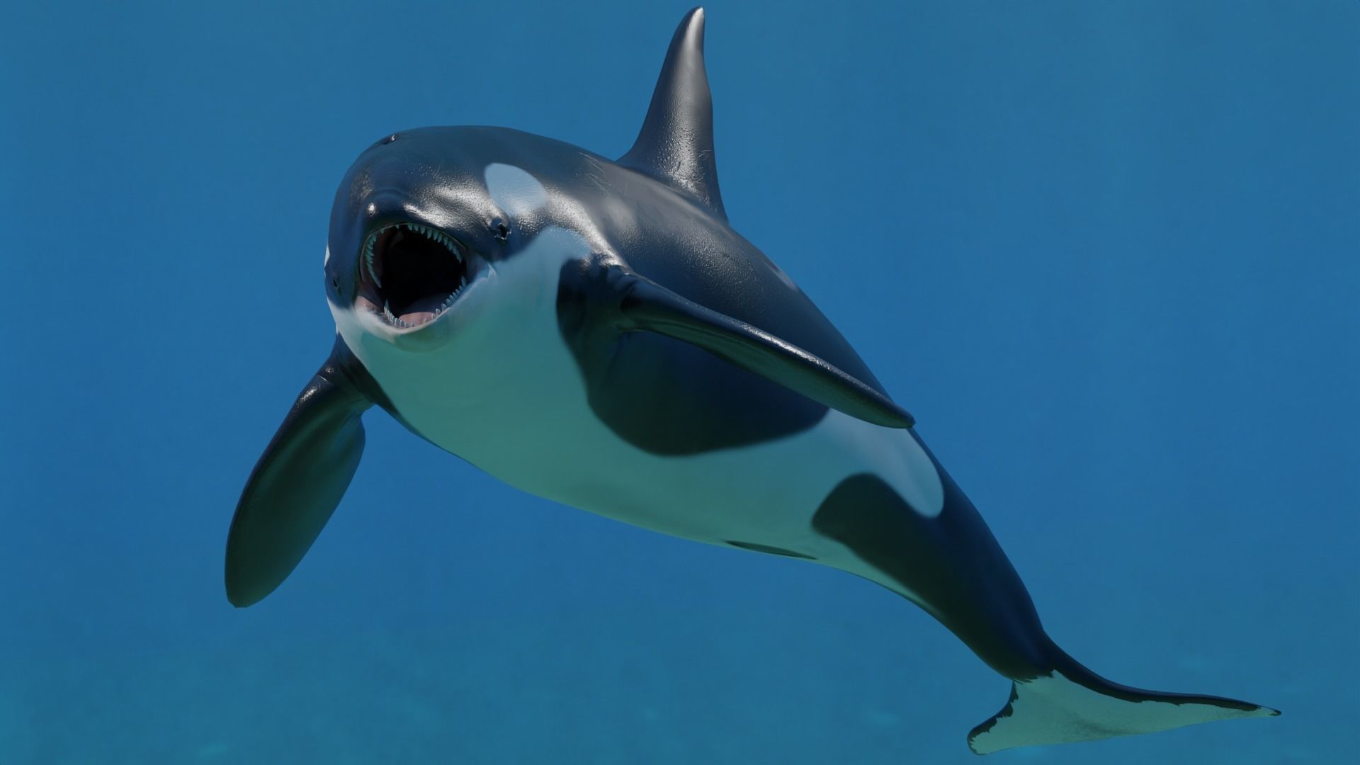 Killer Whale Orca Animated Low-poly 3D model_8