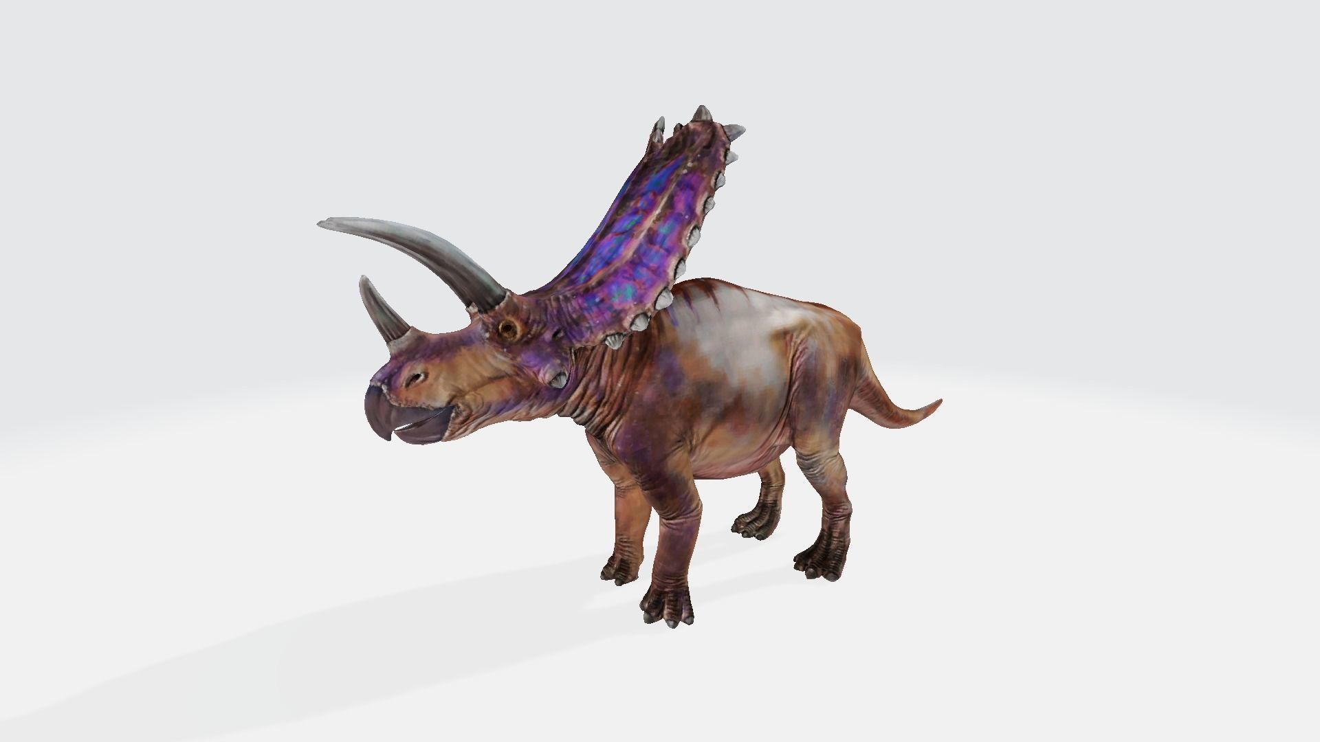 Pentaceratops triceratops dinosaur 3D model_1