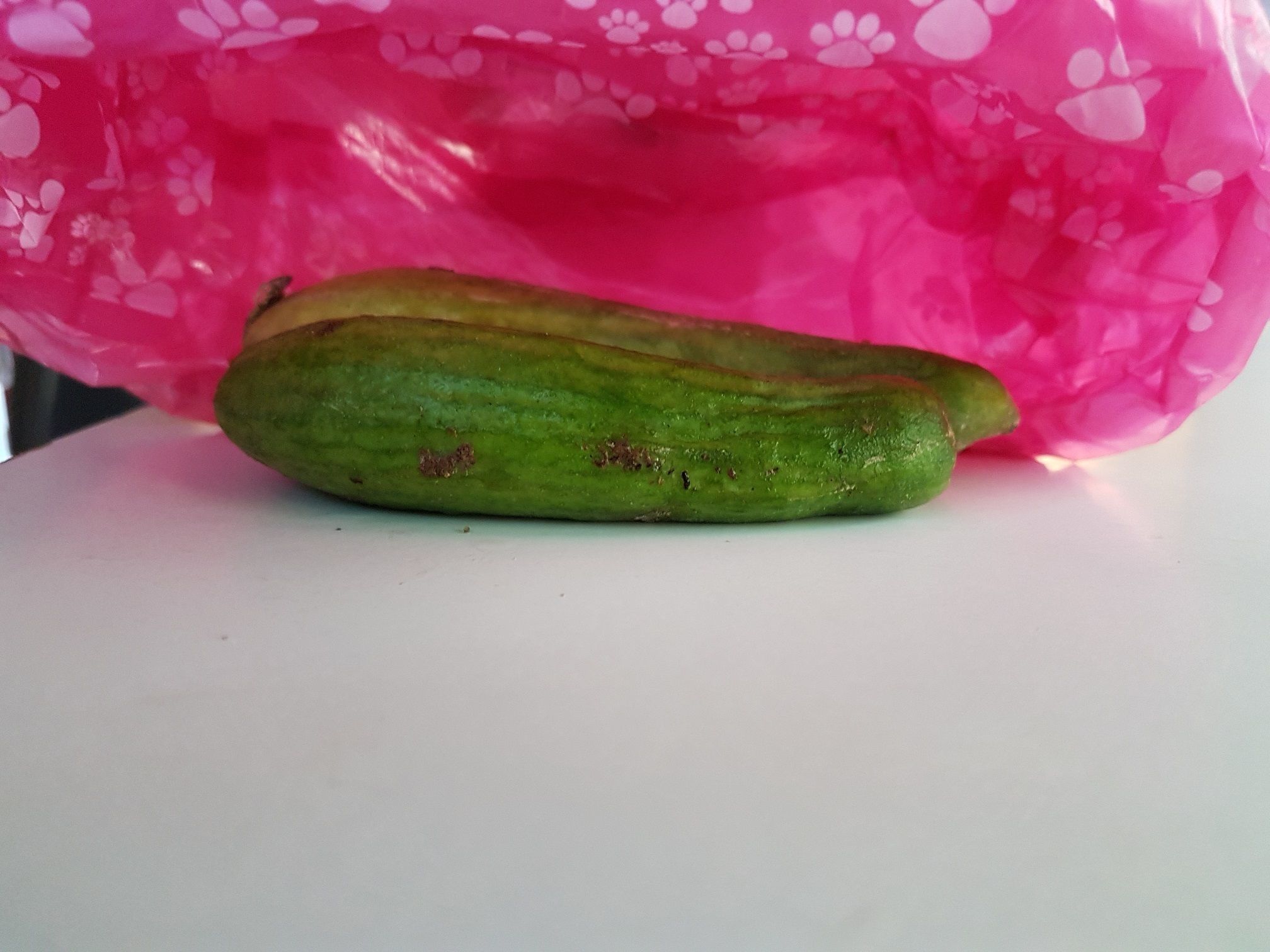 POOPER SCOOPER  PICKS UP DOG SHIT 3D print model_14