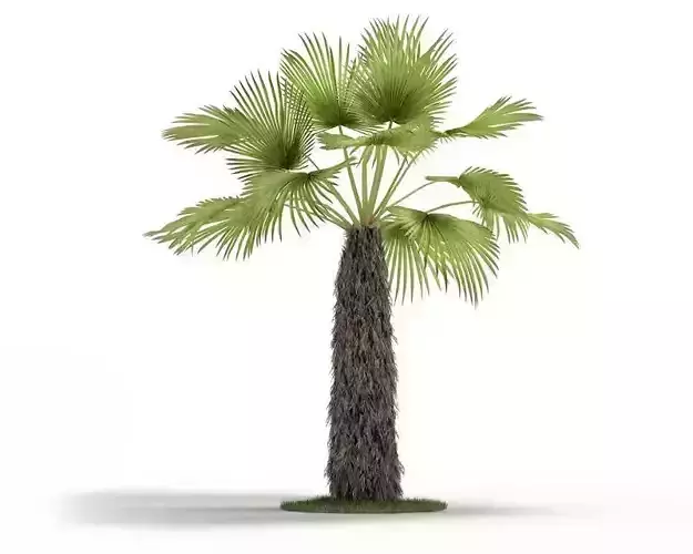 Green Trachycaprus Tree