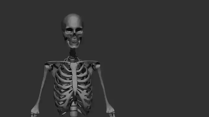 female Skeleton  3d Print  3D model