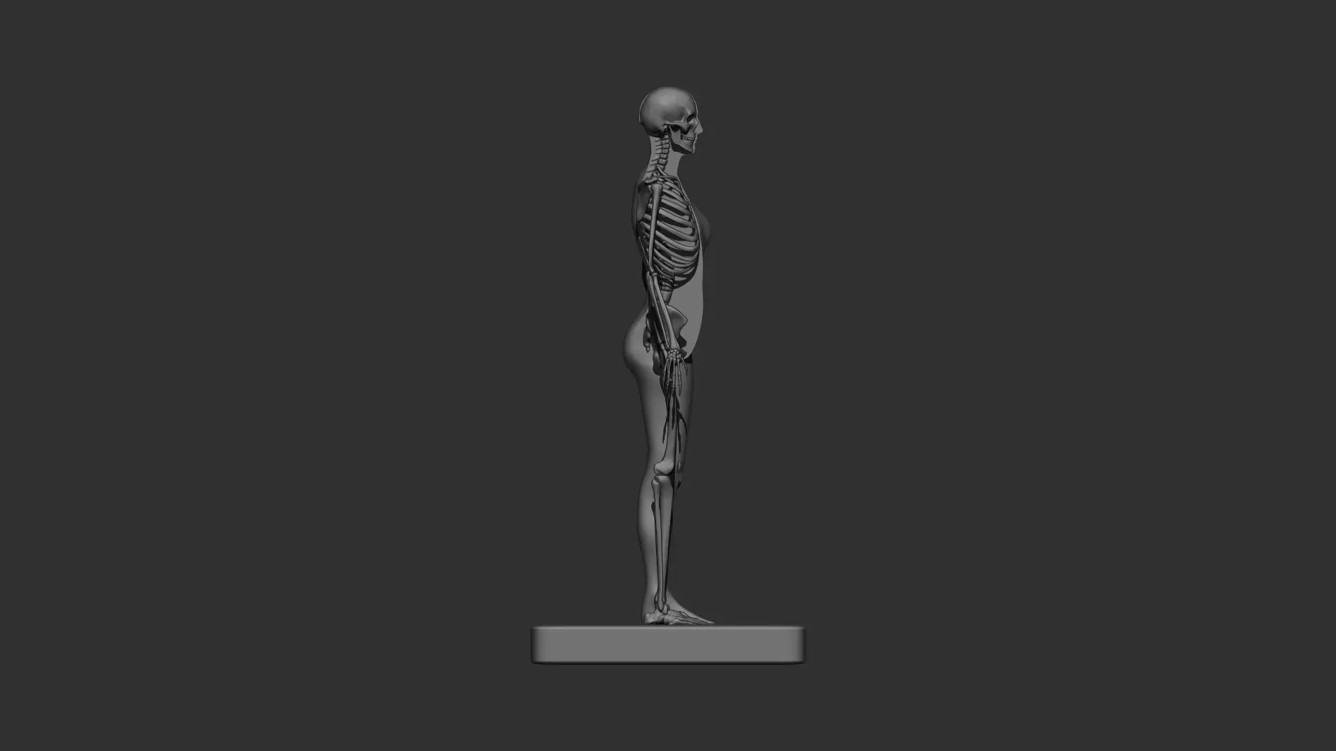 Female Skeleton Anatomy 3d print 3D model