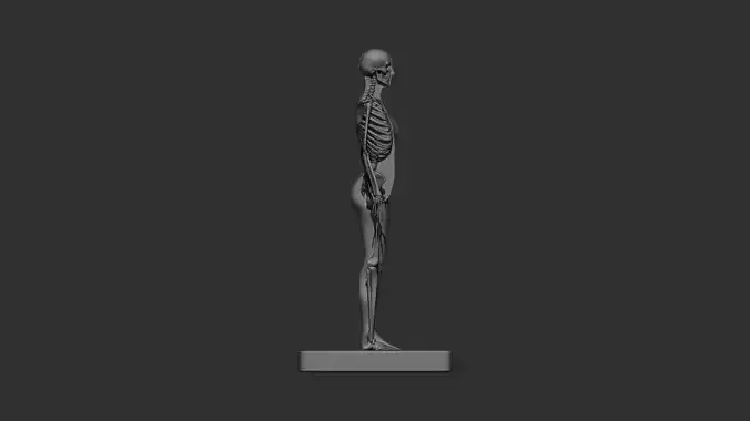 Female Skeleton Anatomy 3d print