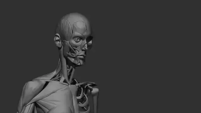 Female Skeleton muscle  Anatomy  3d print 