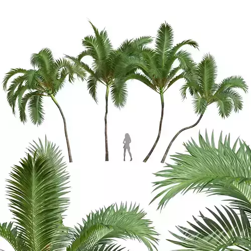 New Plant High detail Areca Catechu Medium 3D model