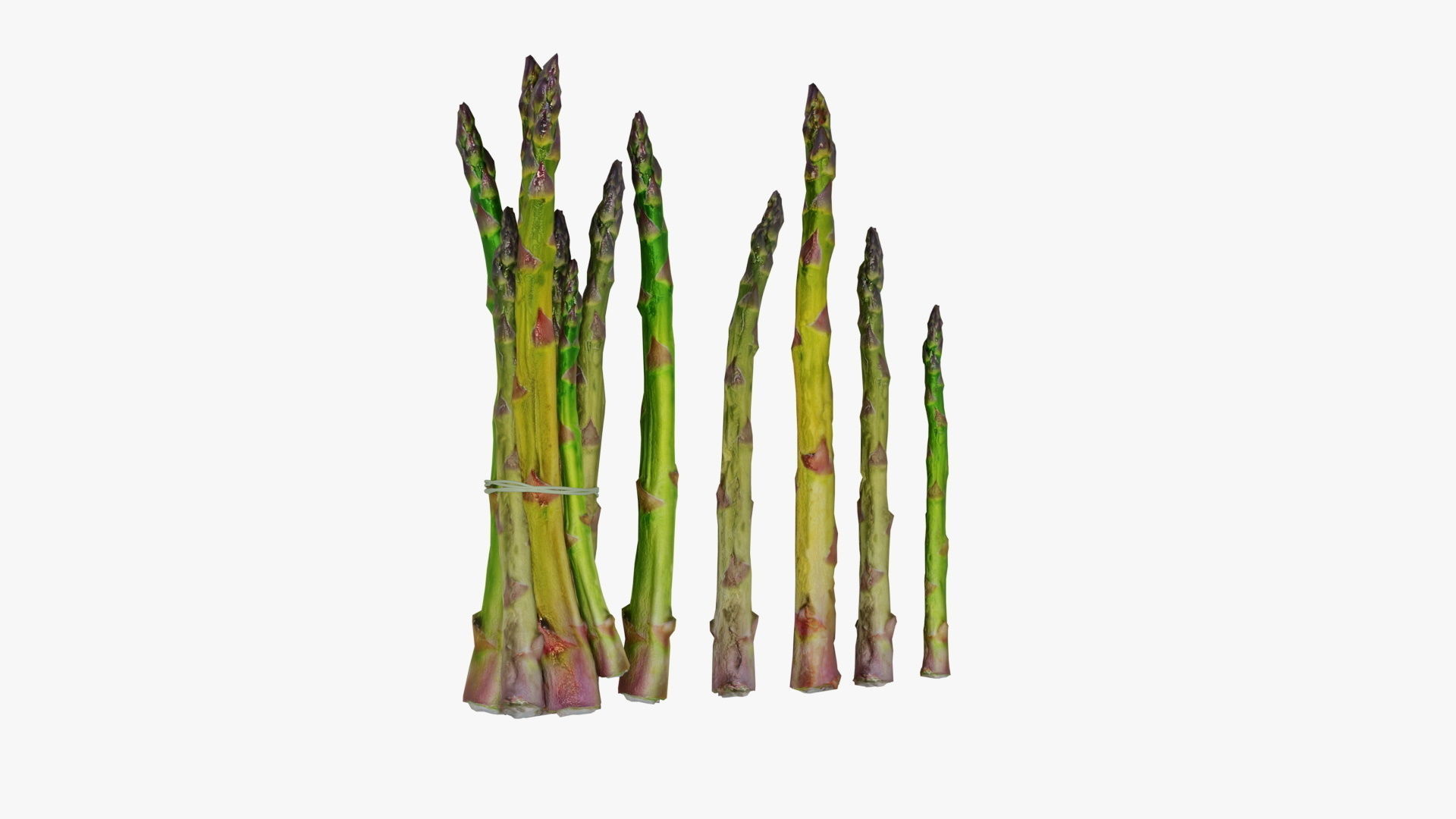 asparagus Low-poly 3D model_4