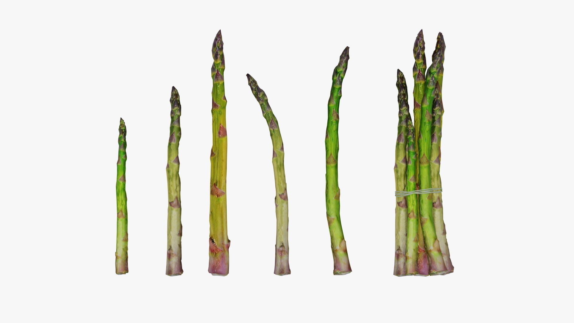asparagus Low-poly 3D model_3