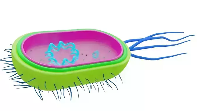 bacteria bacterial cell 3D model