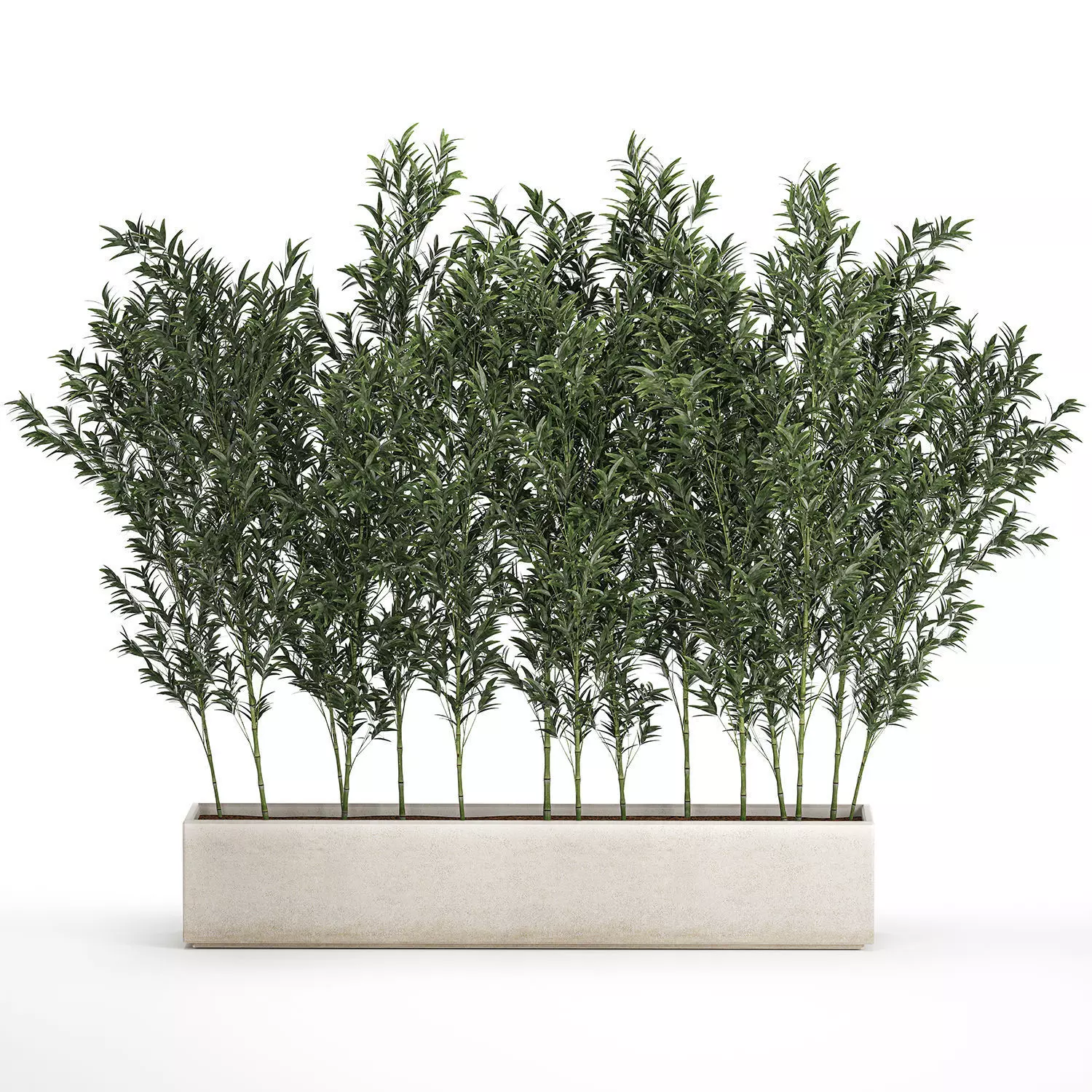 Bamboo thickets for landscaping and outdoors in a flowerpot 3D model