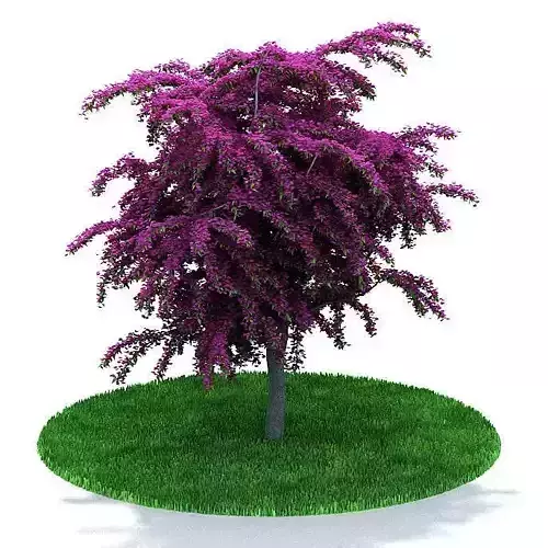 Purple Leafy Weeping Tree
