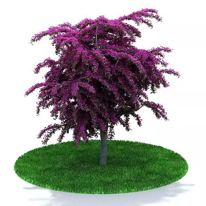 Purple Leafy Weeping Tree 3D model_0