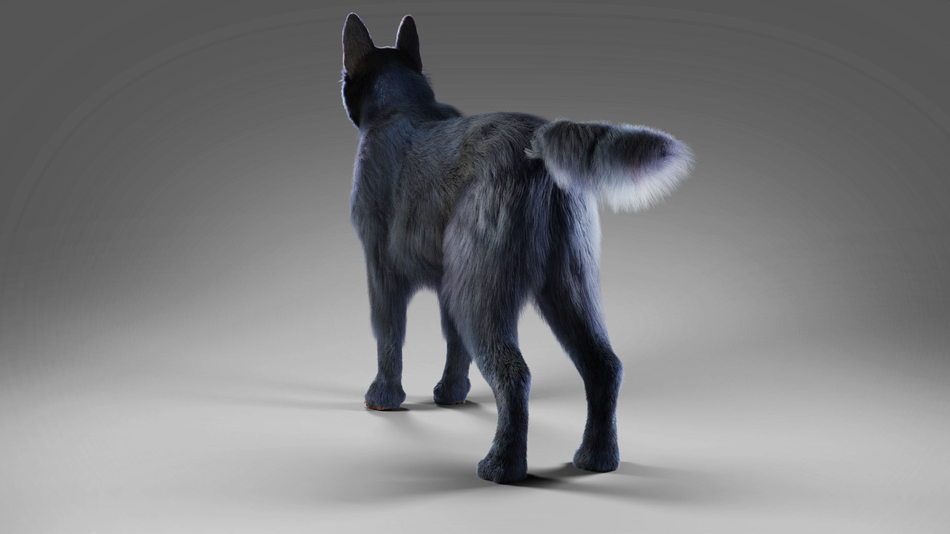 Fur Black Dog Rigged Low-poly 3D model_8