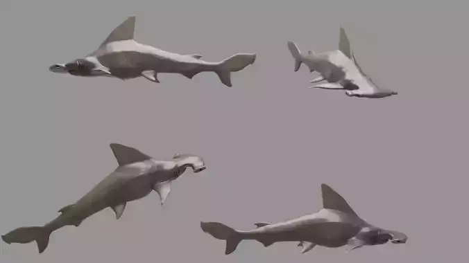hammerhead shark