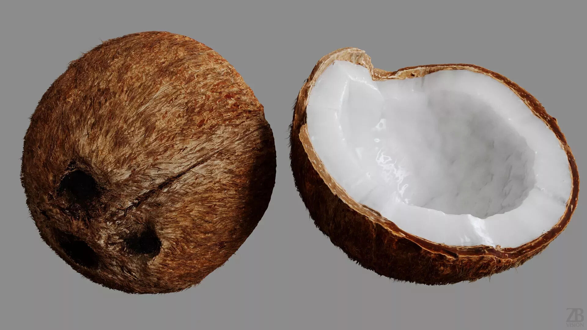 Coconut 3D model_8