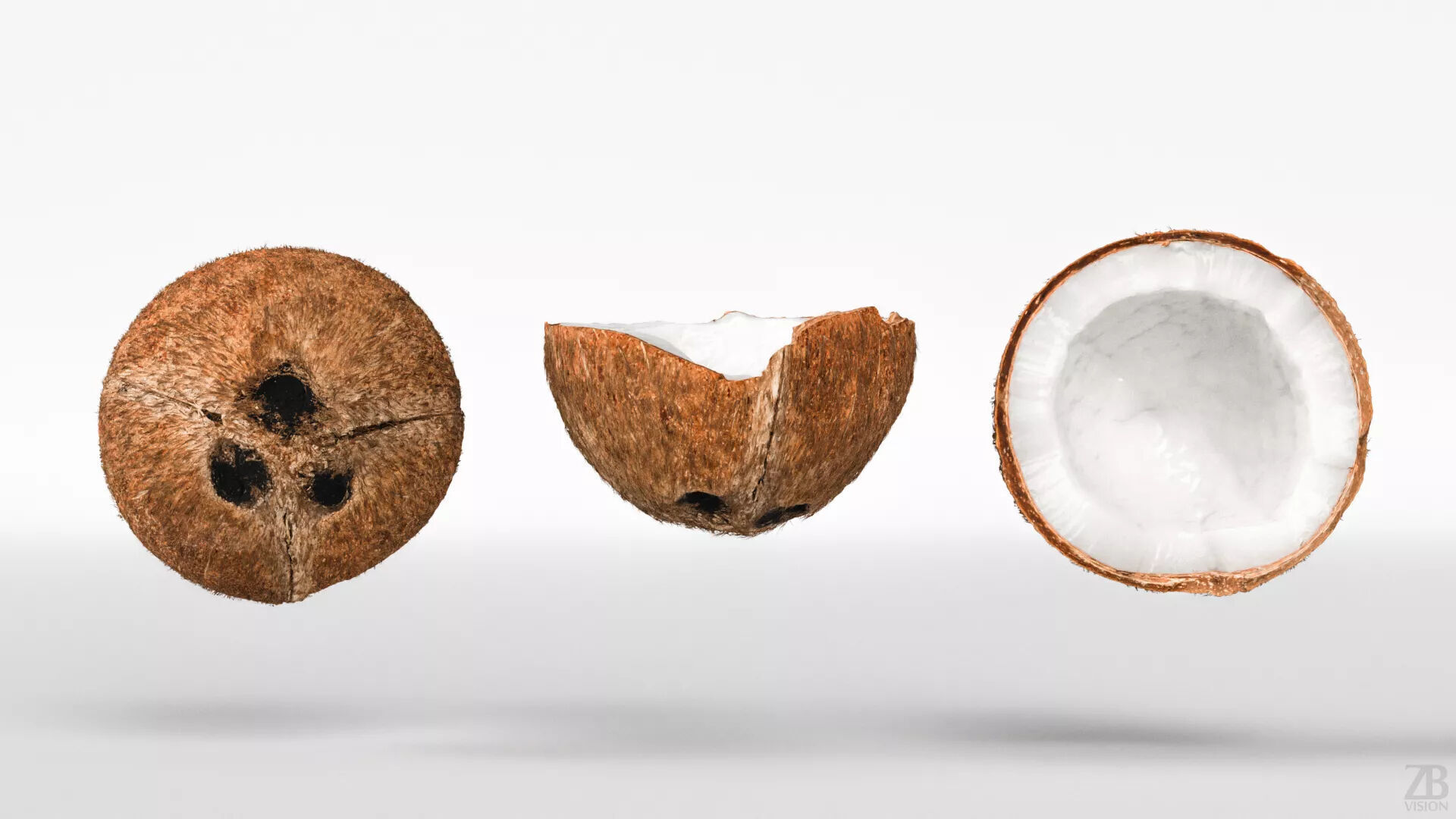 Coconut 3D model_4