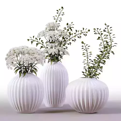 Collection of Indoor Plants