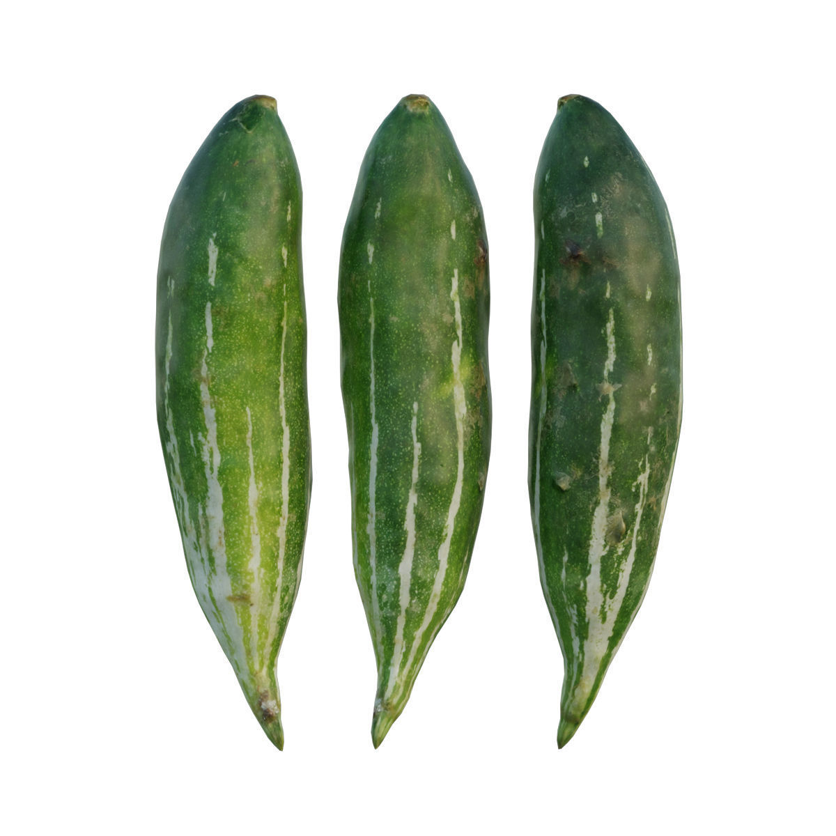 snake gourd 3D model_1