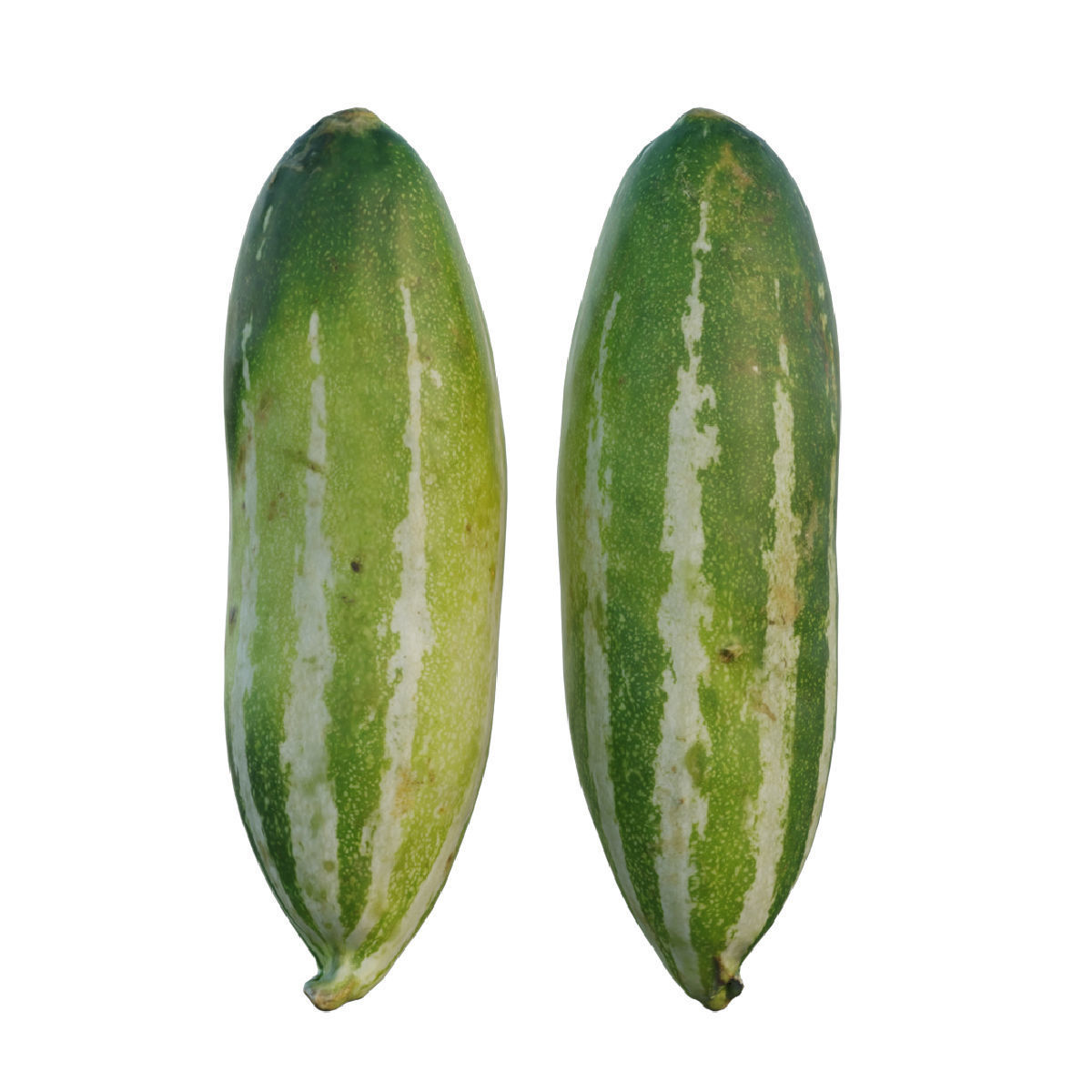 snake gourd 3D model_4