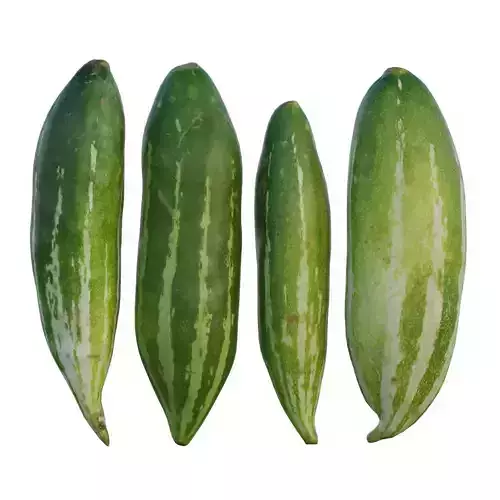 snake gourd 3D model