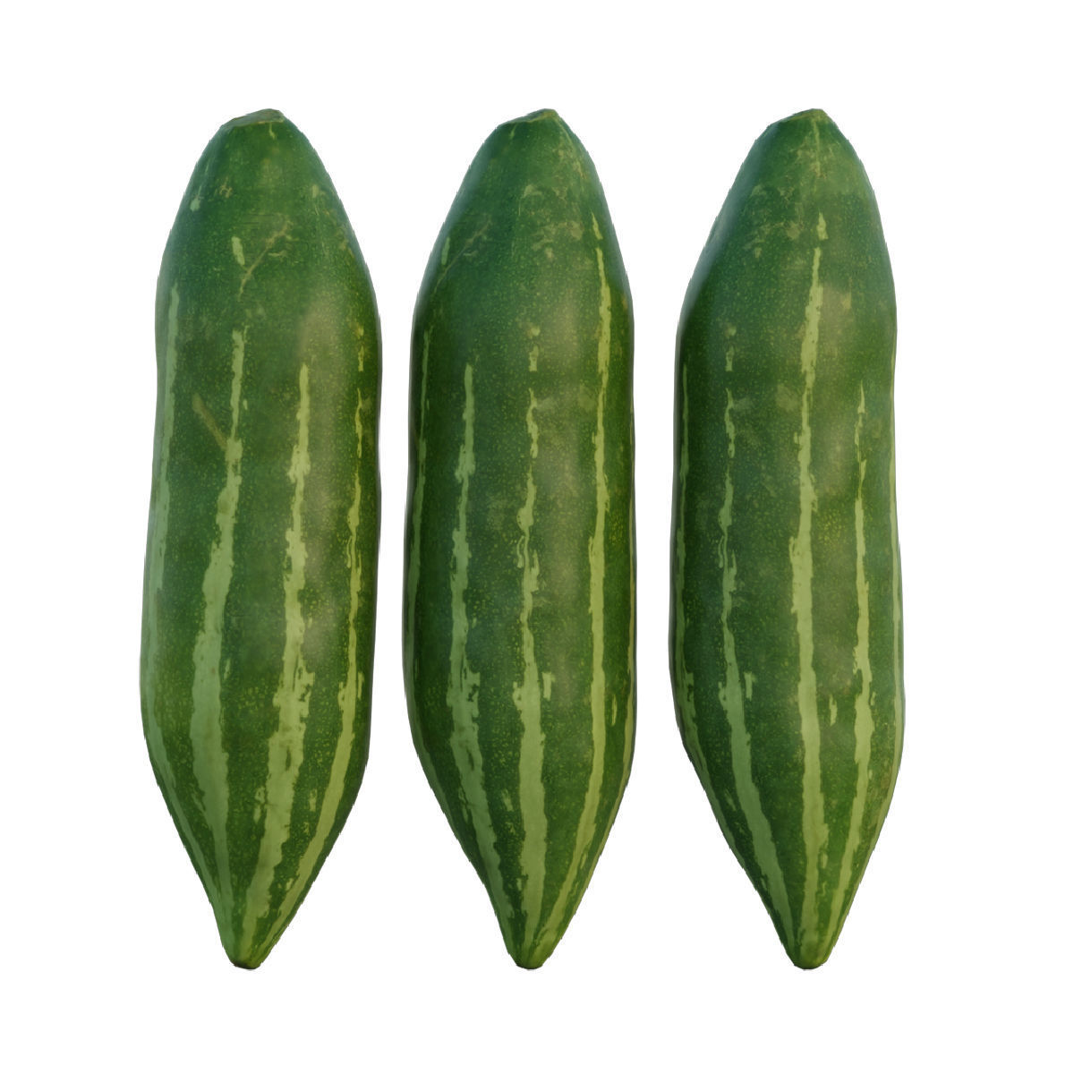 snake gourd 3D model_2