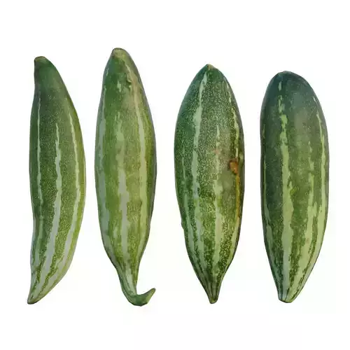 snake gourd 02 3D model