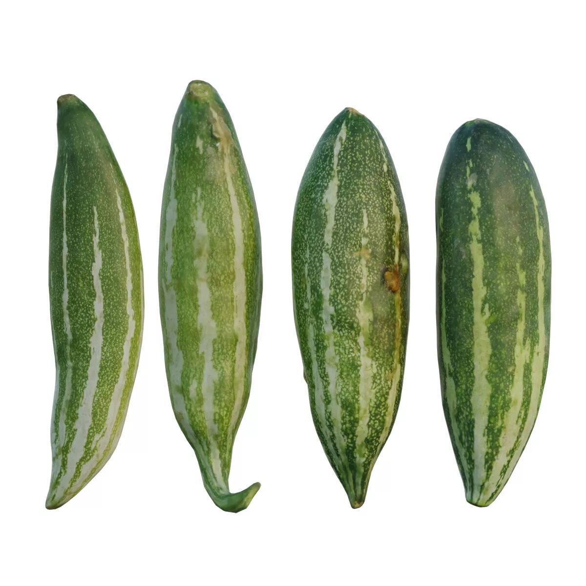 snake gourd 02 3D model