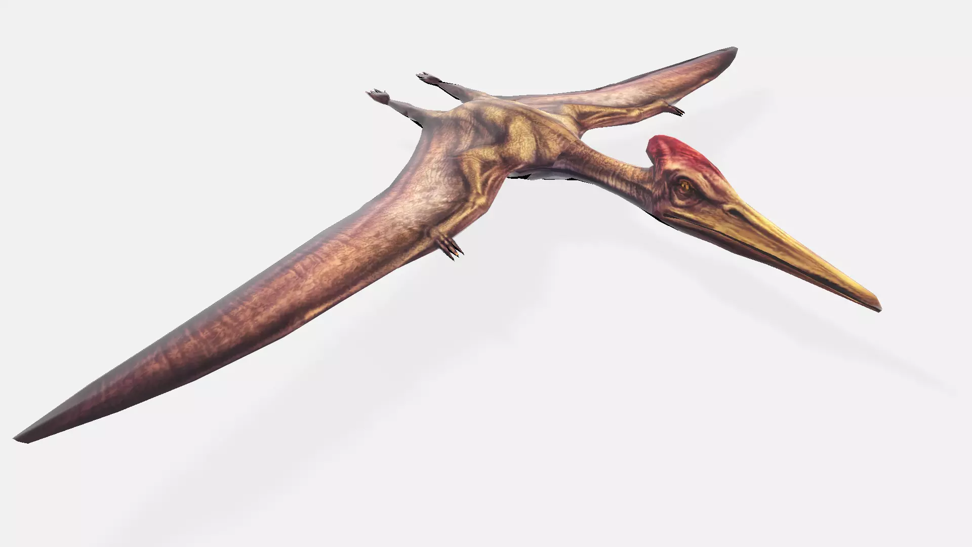 ptero dinosaur flying 3D model_0