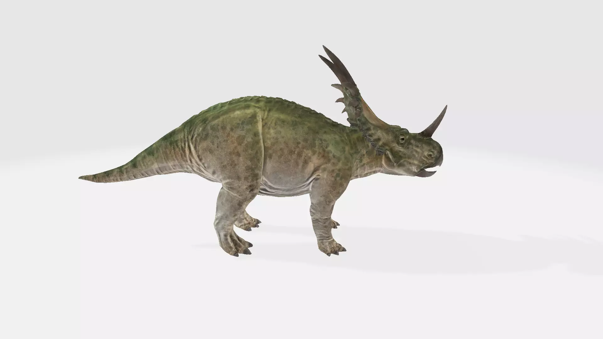 Styracosaurus dinosaur 3D model_0