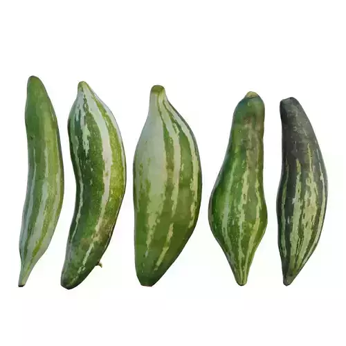 snake gourd 03 3D model