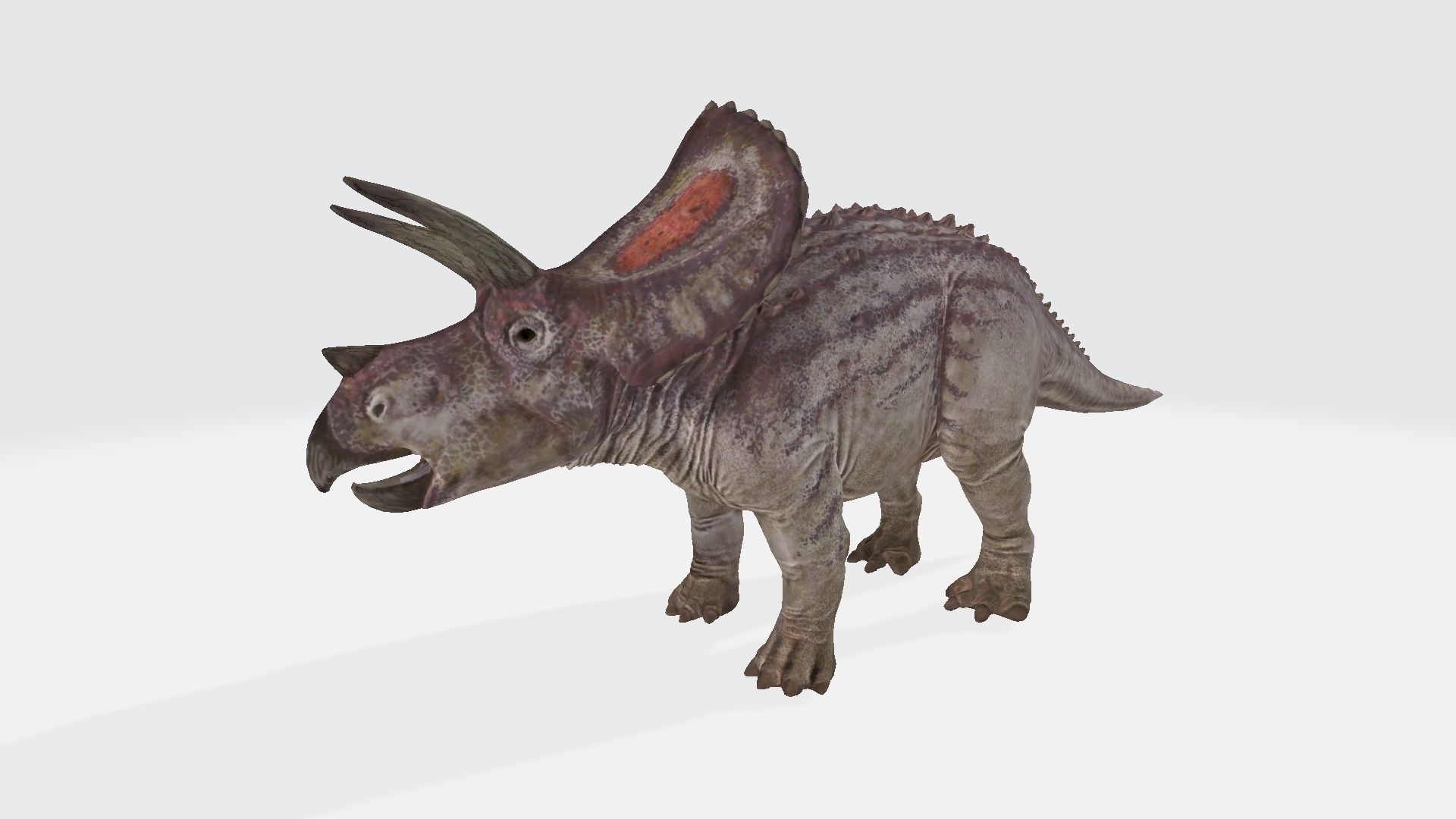 Torosaurus triceratops dinosaur 3D model_1