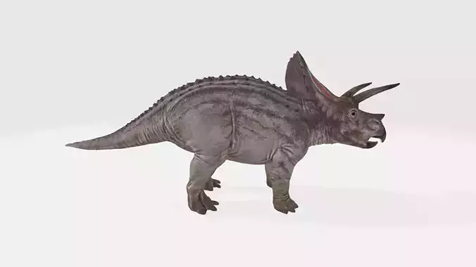 Torosaurus triceratops dinosaur