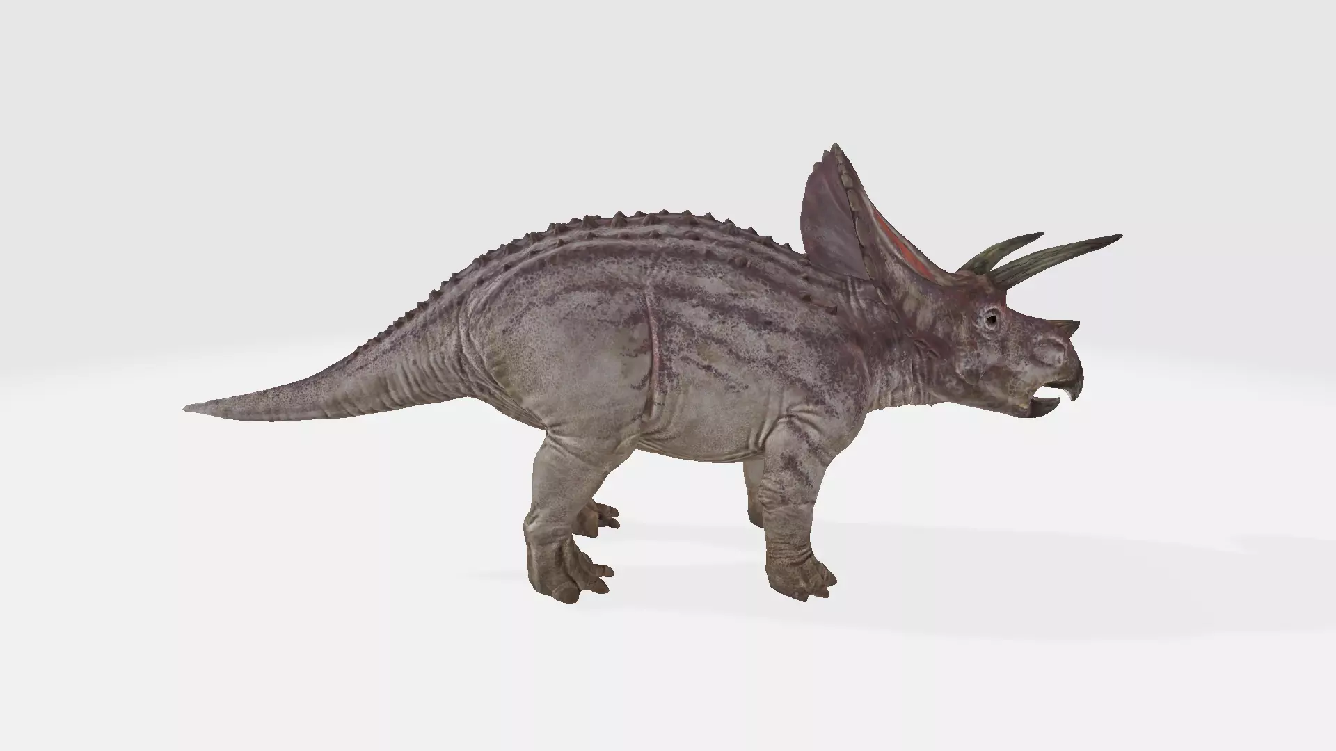 Torosaurus triceratops dinosaur 3D model_0