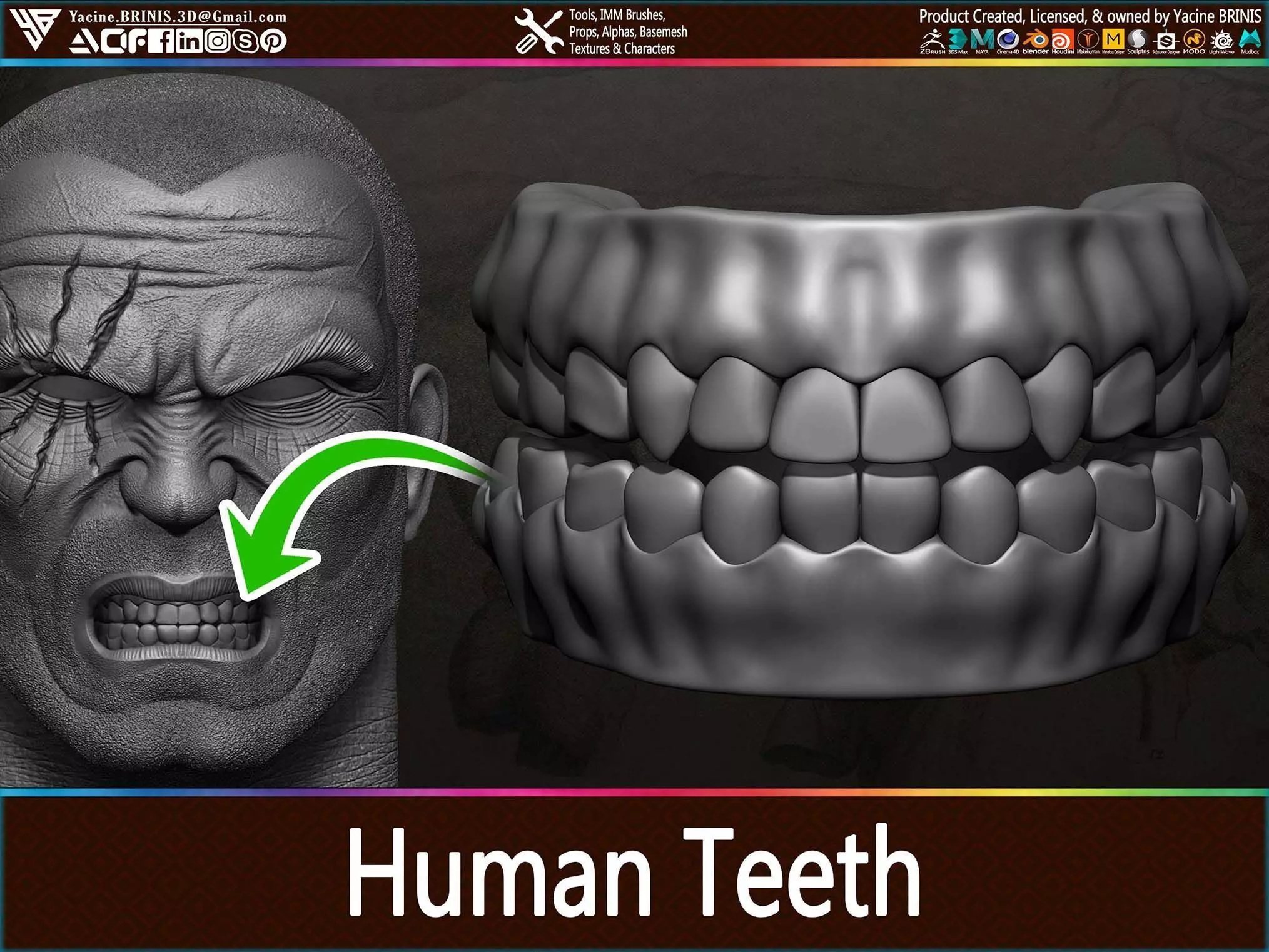 Highly Detailed Human Teeth Low-poly 3D model