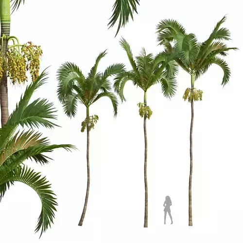 New Plant High detail Areca Catechu Medium 3D model