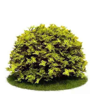 Light Green Leaf Shrub