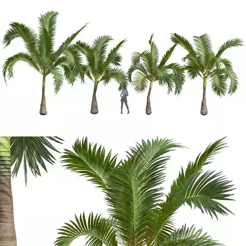 New Plant High detail Areca Catechu Small 3D model