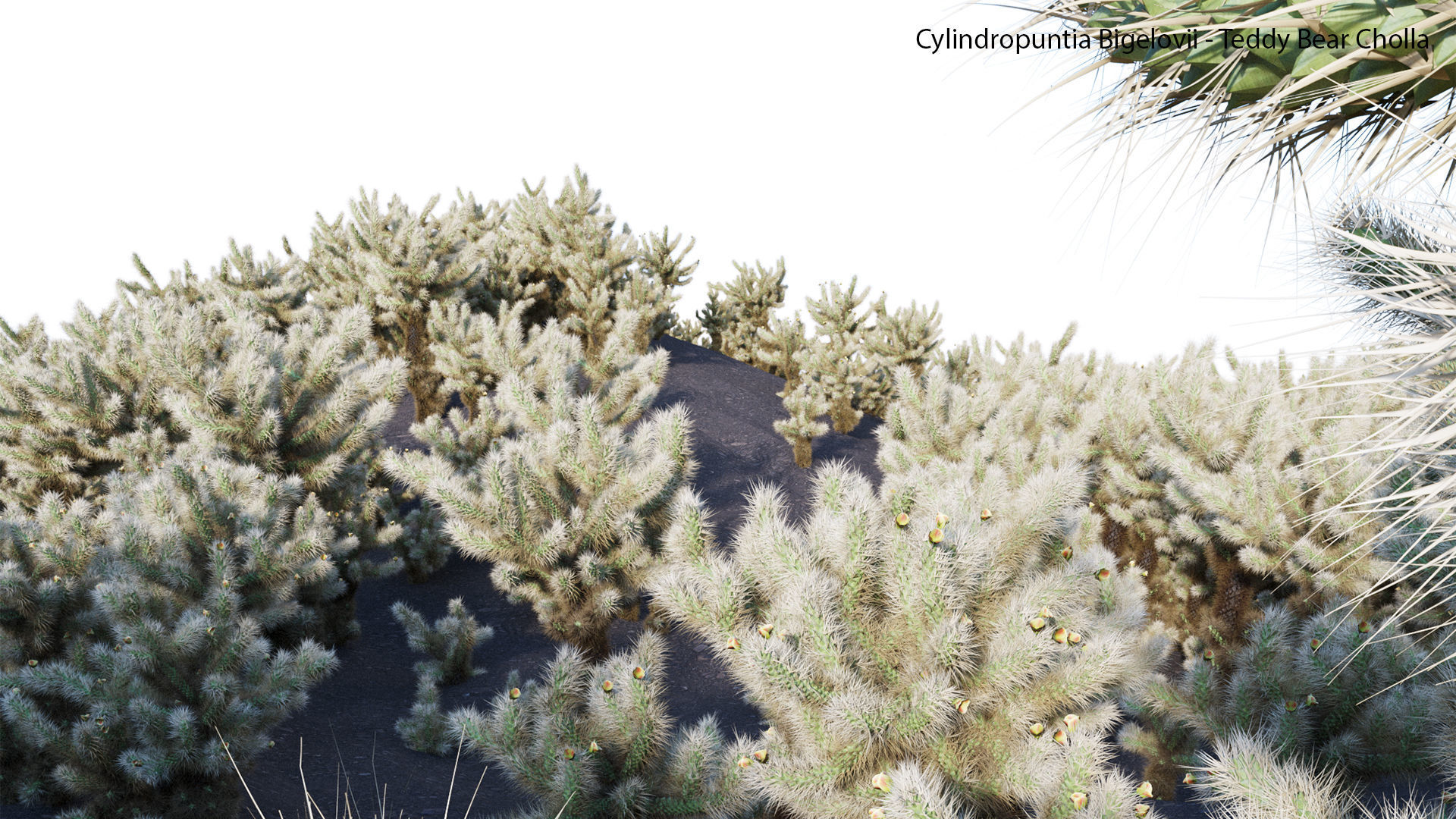 Cylindropuntia Bigelovii - Teddy Bear Cholla  3D model_7