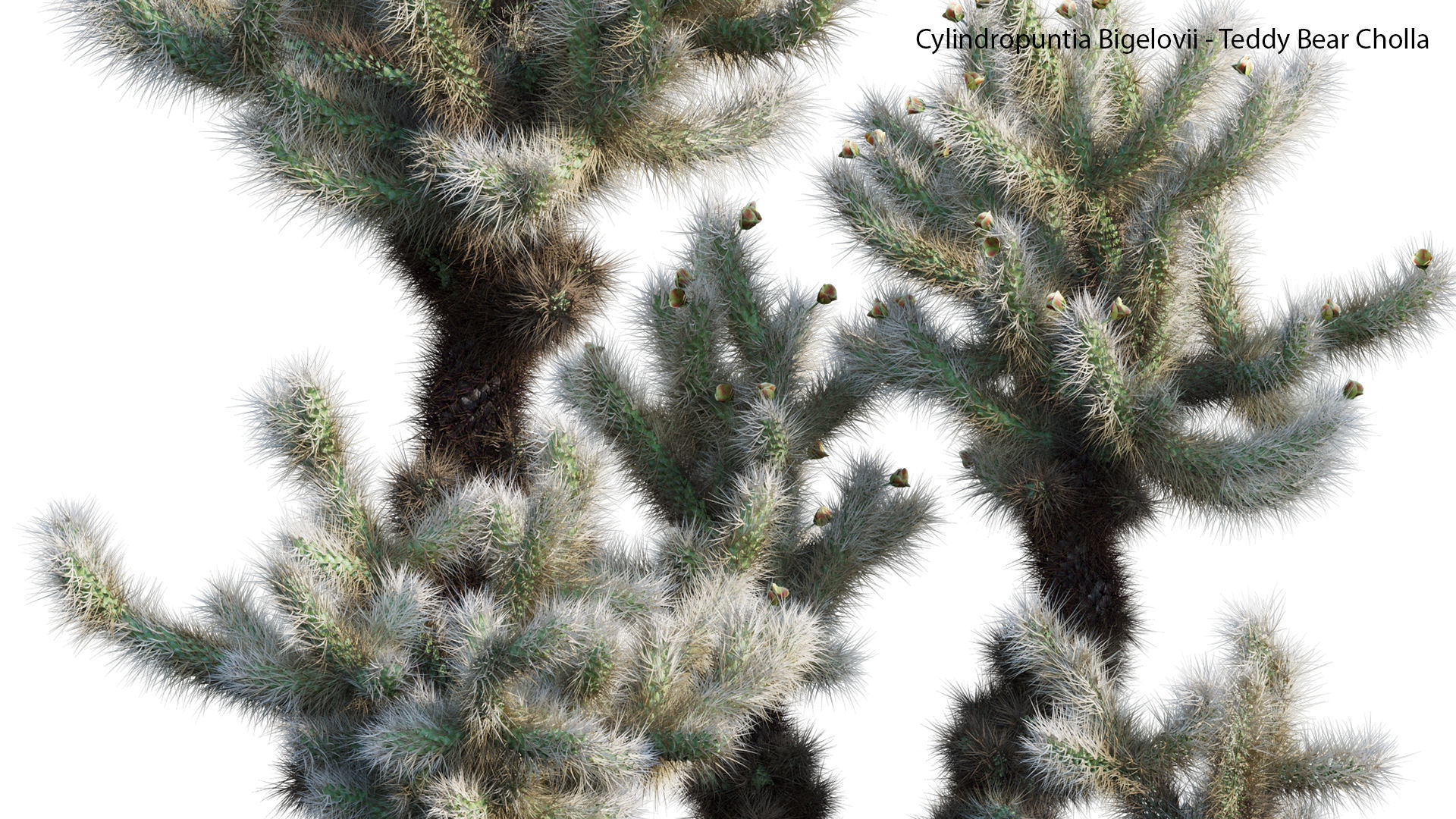 Cylindropuntia Bigelovii - Teddy Bear Cholla  3D model_4