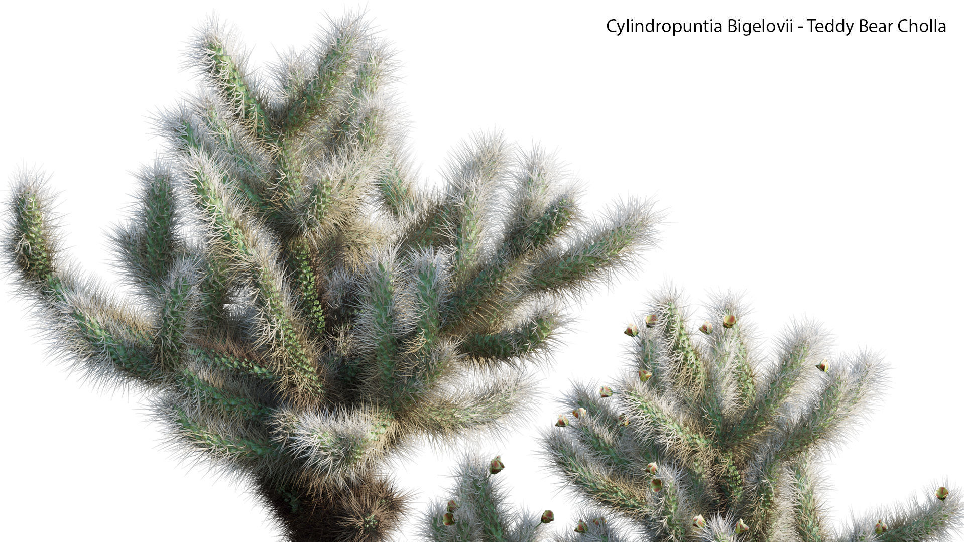 Cylindropuntia Bigelovii - Teddy Bear Cholla  3D model_3