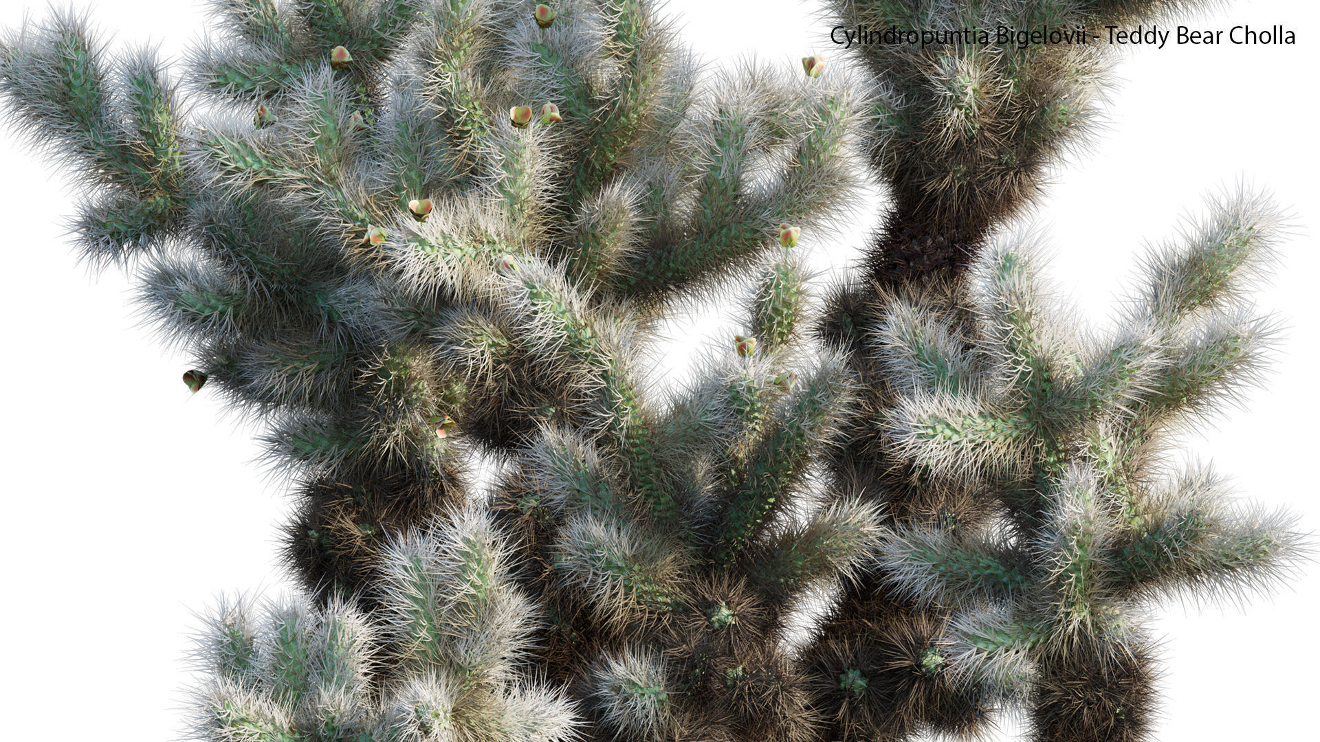 Cylindropuntia Bigelovii - Teddy Bear Cholla  3D model_6