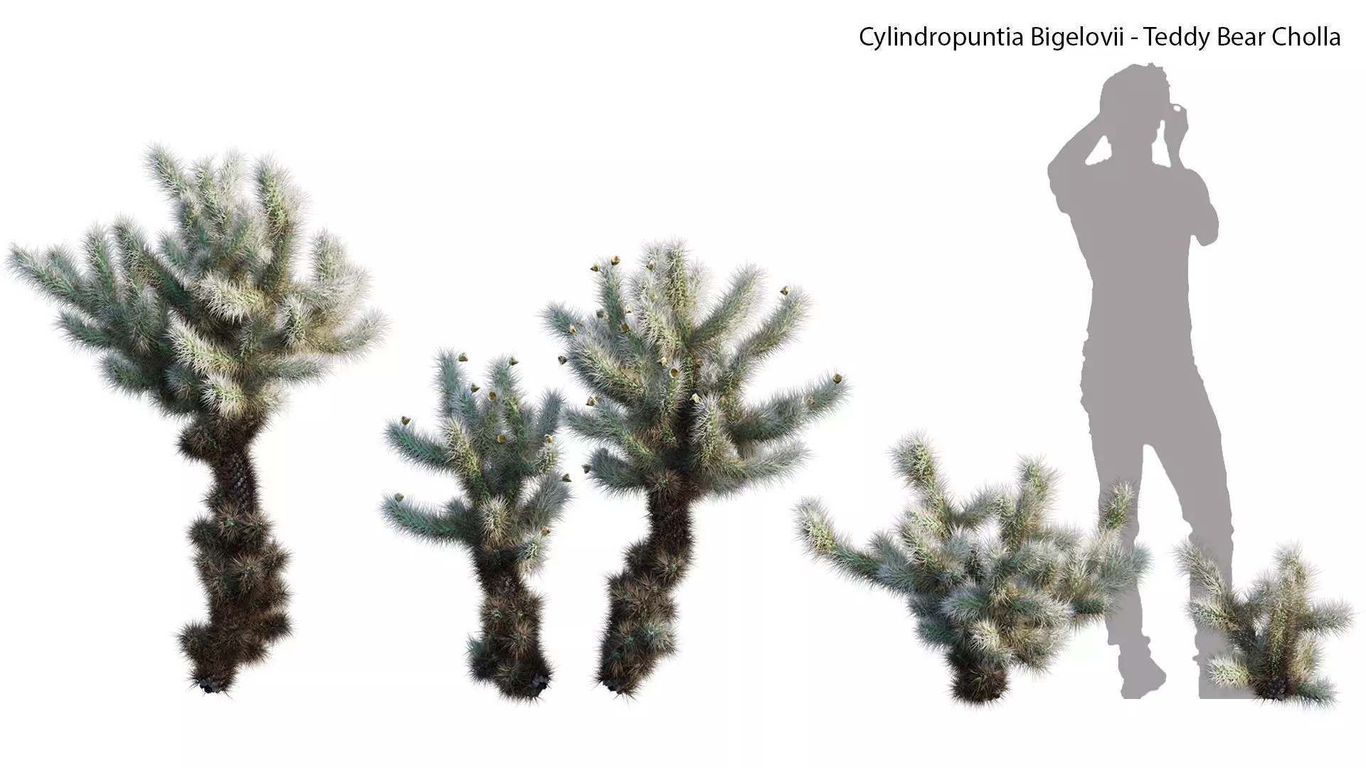 Cylindropuntia Bigelovii - Teddy Bear Cholla  3D model_0