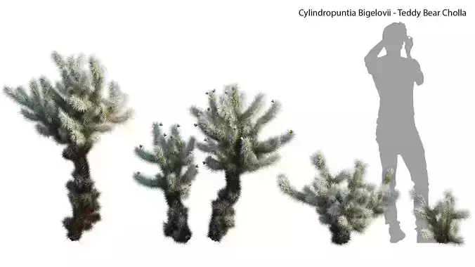 Cylindropuntia Bigelovii - Teddy Bear Cholla  3D model