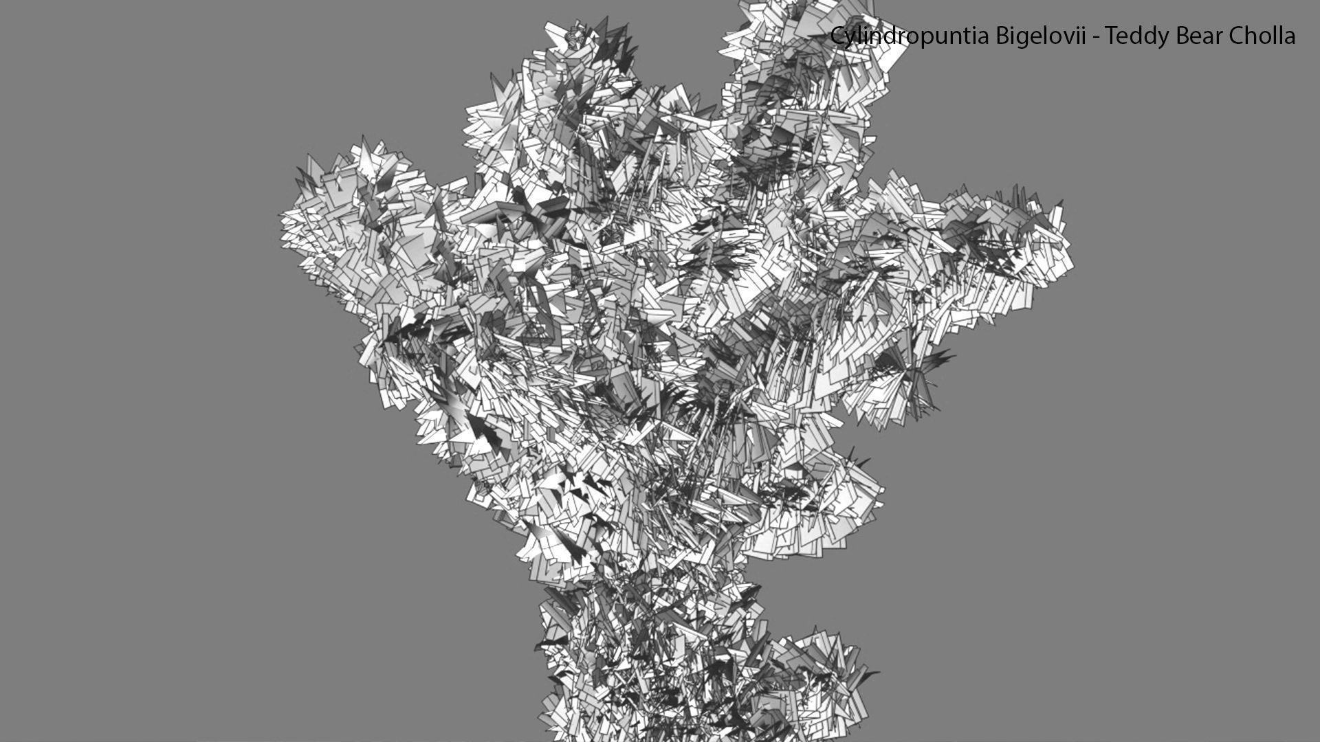 Cylindropuntia Bigelovii - Teddy Bear Cholla  3D model_9