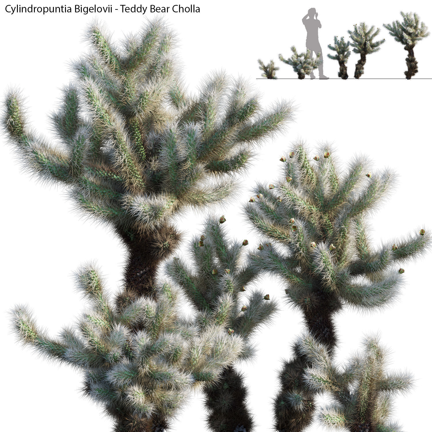 Cylindropuntia Bigelovii - Teddy Bear Cholla  3D model_2