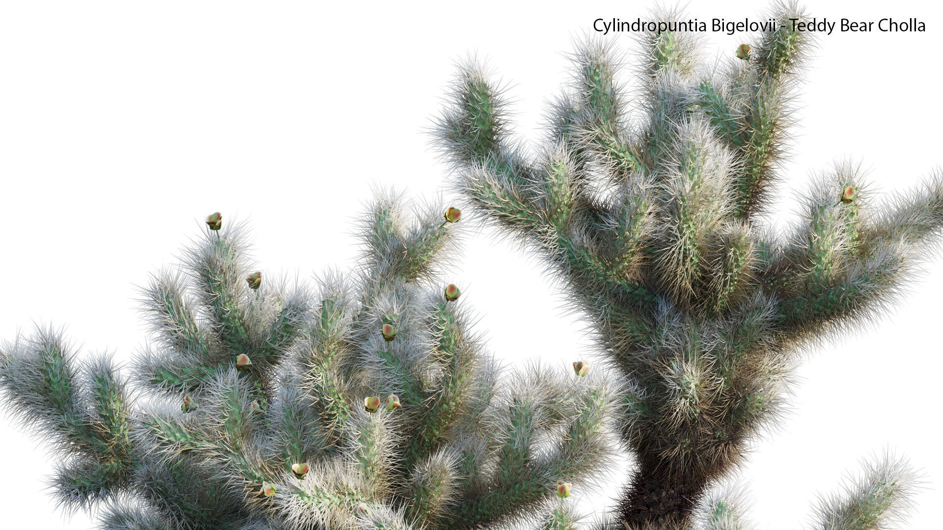 Cylindropuntia Bigelovii - Teddy Bear Cholla  3D model_5