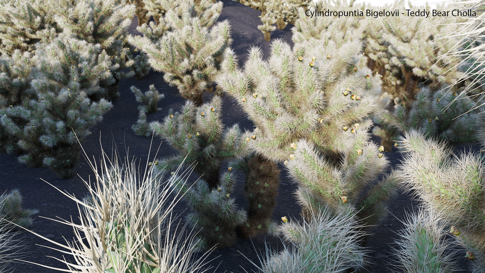 Cylindropuntia Bigelovii - Teddy Bear Cholla  3D model_8