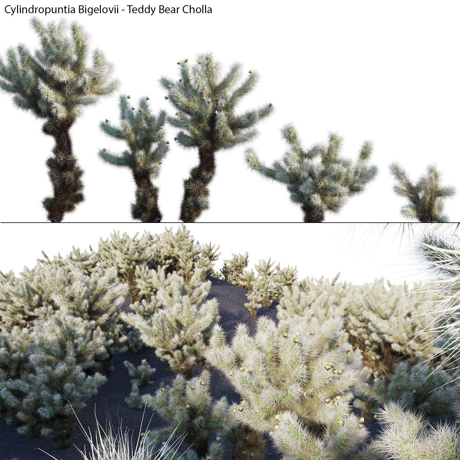 Cylindropuntia Bigelovii - Teddy Bear Cholla  3D model_1