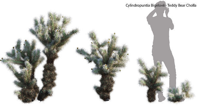 Cylindropuntia Bigelovii - Teddy Bear Cholla 02 3D model