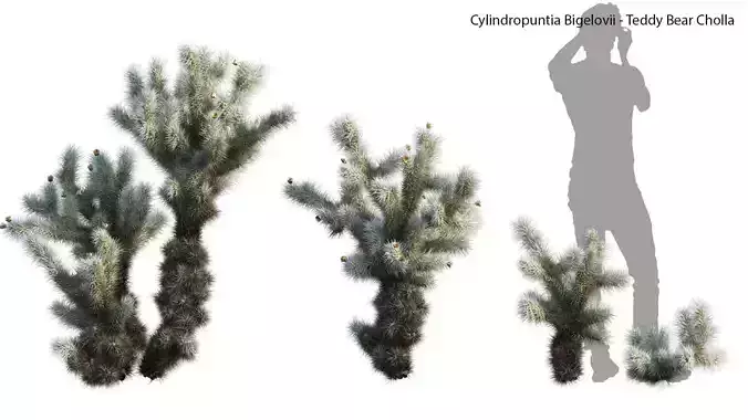 Cylindropuntia Bigelovii - Teddy Bear Cholla 02 3D model