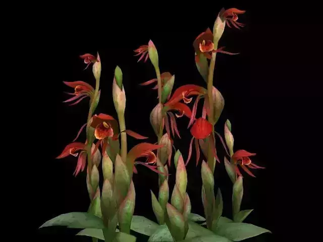 Flower Pyrorchis Nigricans